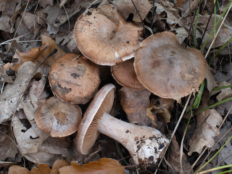 Cortinarius chevassutii